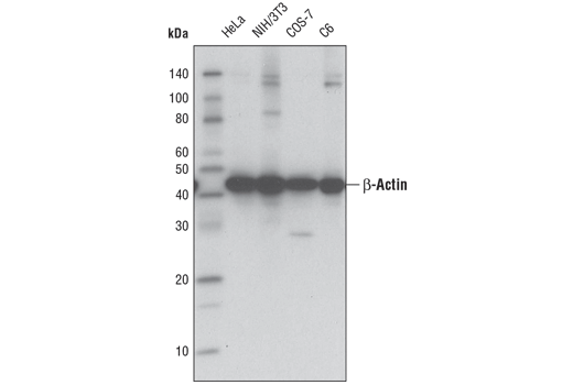 Western Blotting Image 1: β-Actin (D6A8) Rabbit mAb (HRP Conjugate)