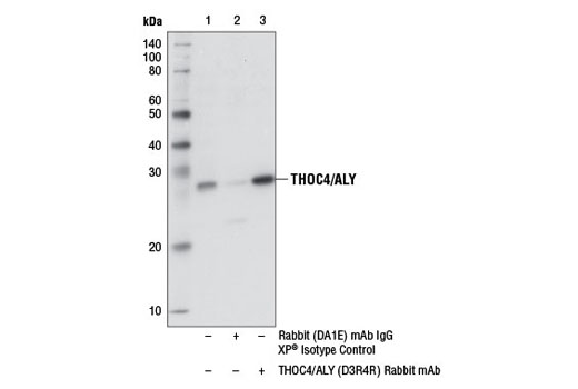 Immunoprecipitation Image 1: THOC4/ALY (D3R4R) Rabbit mAb