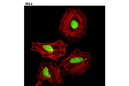 Immunofluorescence Image 1: THOC4/ALY (D3R4R) Rabbit mAb