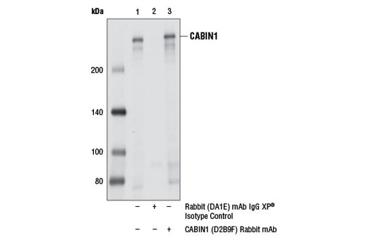 Immunoprecipitation Image 1: CABIN1 (D2B9F) Rabbit mAb