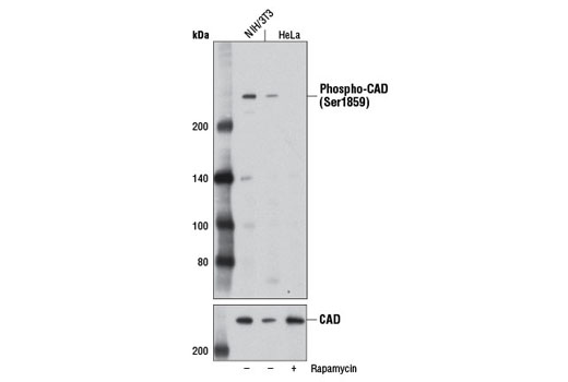 Western Blotting Image 1: Phospho-CAD (Ser1859) Antibody