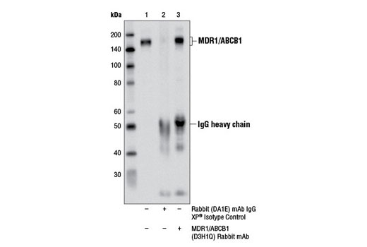 Immunoprecipitation Image 1: MDR1/ABCB1 (D3H1Q) Rabbit mAb