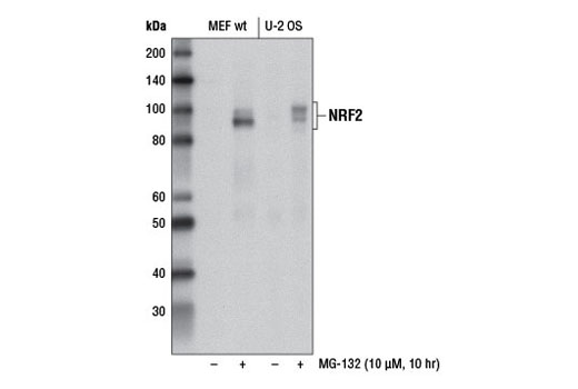 NRF2 (D1Z9C) XP® Rabbit mAb | Cell Signaling Technology