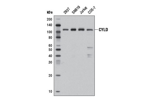  Image 4: Ubiquitin E3 Ligase Complex Antibody Sampler Kit