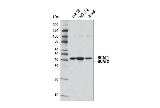 Western Blotting Image 1: BCAT1 Antibody