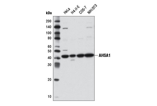 Western Blotting Image 1: AHSA1 Antibody