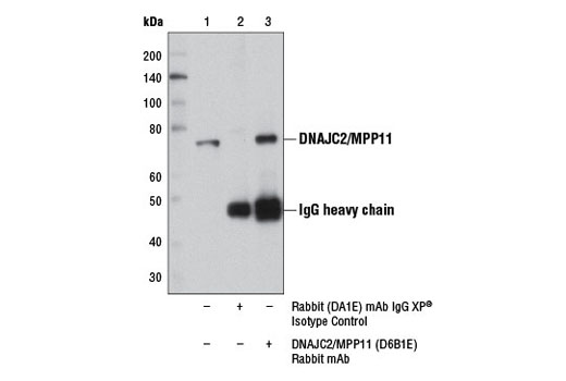 Immunoprecipitation Image 1: DNAJC2/MPP11 (D6B1E) Rabbit mAb