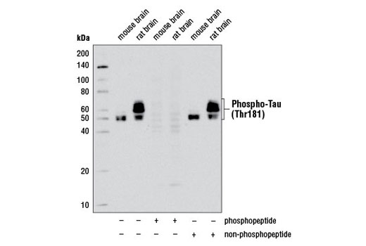  Image 16: LRP1-mediated Endocytosis and Transmission of Tau Antibody Sampler Kit