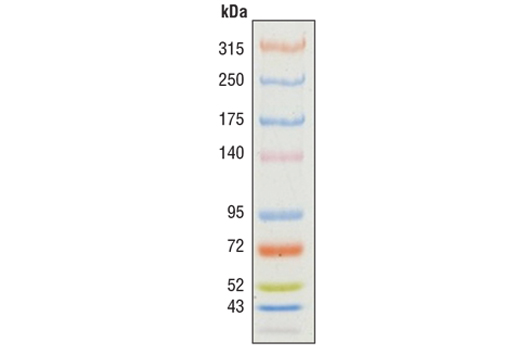  Image 1: Color-coded Prestained Protein Marker, High Range (43-315 kDa)