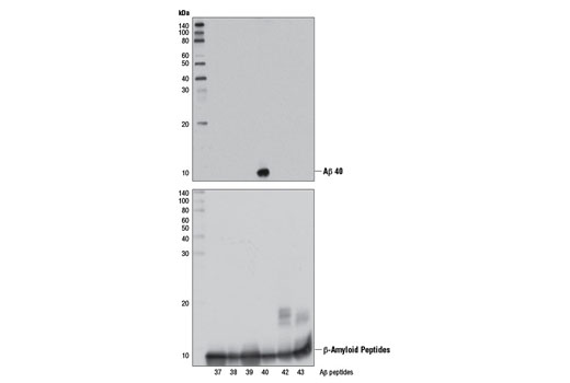  Image 12: β-Amyloid Antibody Sampler Kit