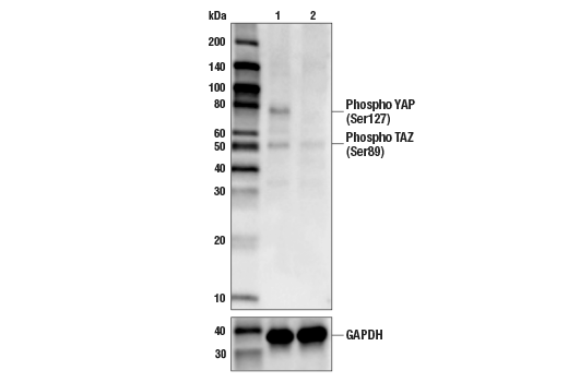  Image 6: PhosphoPlus® YAP (Ser127) Antibody Duet