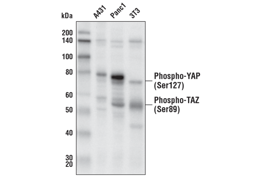  Image 12: PhosphoPlus® YAP (Ser127) Antibody Duet