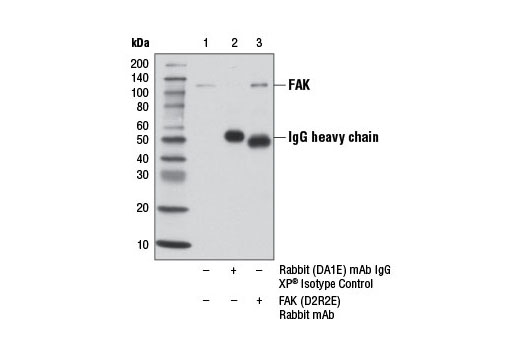  Image 8: FAK Antibody Sampler Kit