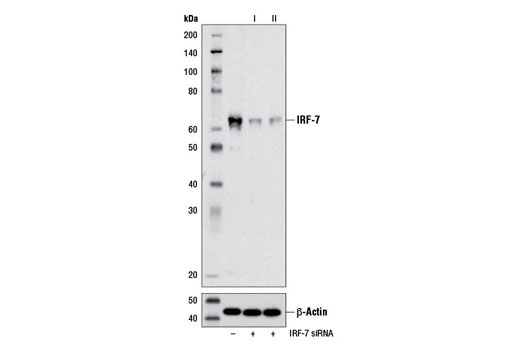  Image 18: Type I Interferon Induction and Signaling Antibody Sampler Kit