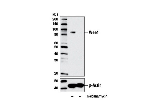 Western Blotting Image 1: Wee1 (D10D2) Rabbit mAb (BSA and Azide Free)