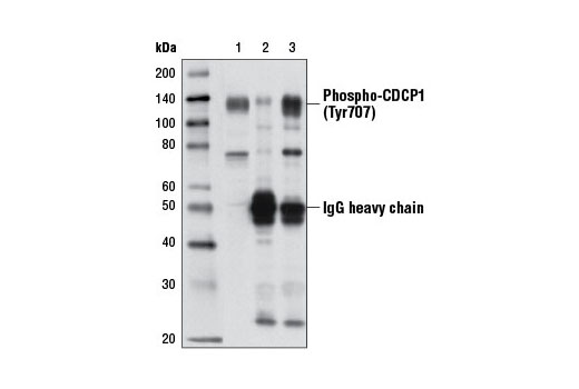 Immunoprecipitation Image 1: Phospho-CDCP1 (Tyr707) Antibody