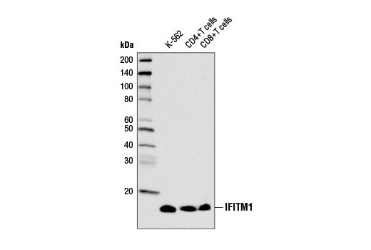  Image 3: Host Cell Viral Restriction Factor Antibody Sampler Kit