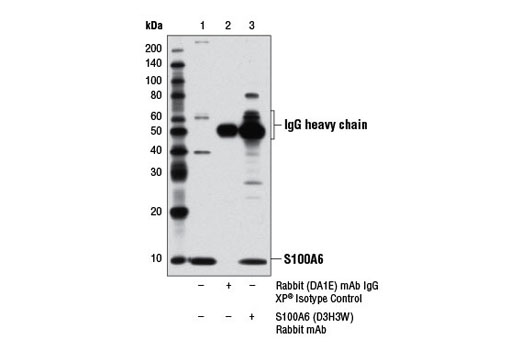 Immunoprecipitation Image 1: S100A6 (D3H3W) Rabbit mAb