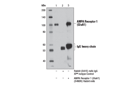  Image 24: ApoE Synaptic Formation and Signaling Pathway Antibody Sampler Kit
