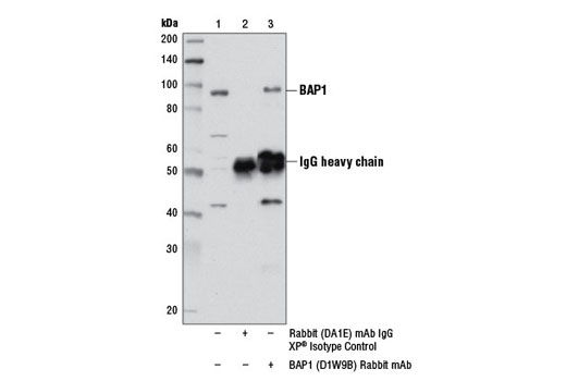 Immunoprecipitation Image 1: BAP1 (D1W9B) Rabbit mAb
