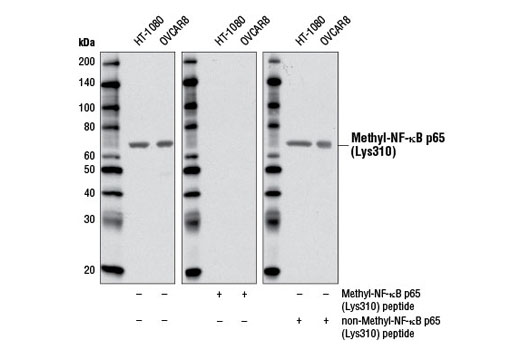 Western Blotting Image 2: Methyl-NF-κB p65 (Lys310) Antibody