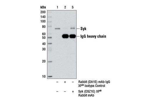  Image 12: B Cell Signaling Antibody Sampler Kit II