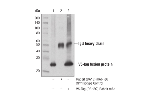 Immunoprecipitation Image 1: V5-Tag (D3H8Q) Rabbit mAb