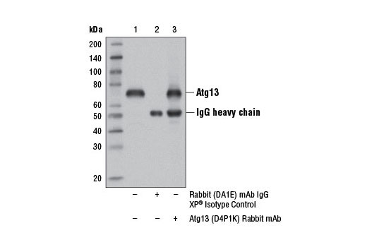 Immunoprecipitation Image 1: Atg13 (D4P1K) Rabbit mAb