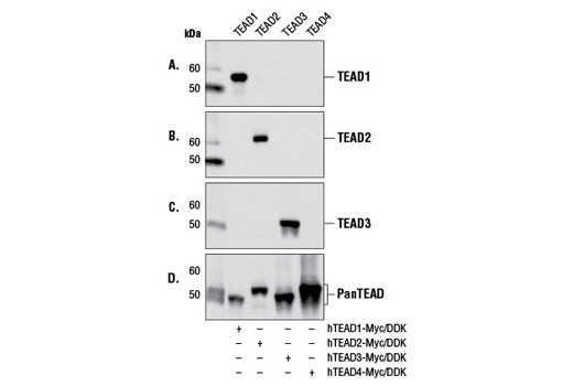  Image 5: YAP/TAZ Transcriptional Targets Antibody Sampler Kit