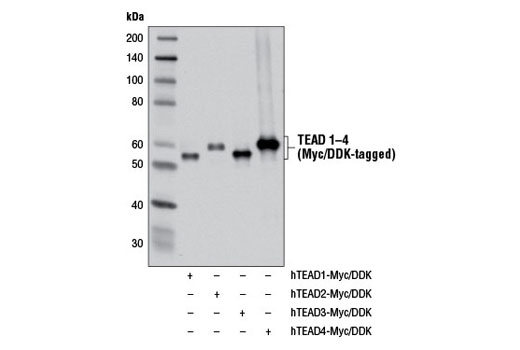  Image 11: YAP/TAZ Transcriptional Targets Antibody Sampler Kit