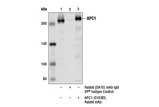 Immunoprecipitation Image 1: APC1 (D1E9D) Rabbit mAb