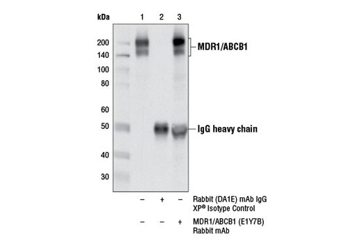 Immunoprecipitation Image 1: MDR1/ABCB1 (E1Y7B) Rabbit mAb