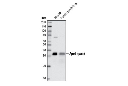  Image 3: ApoE Synaptic Formation and Signaling Pathway Antibody Sampler Kit