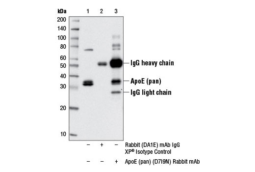 Immunoprecipitation Image 1: ApoE (pan) (D7I9N) Rabbit mAb