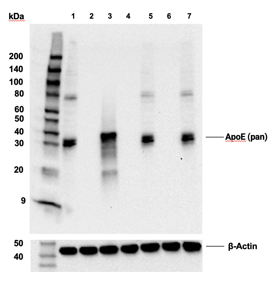  Image 50: ApoE Synaptic Formation and Signaling Pathway Antibody Sampler Kit