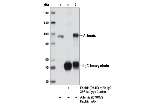  Image 9: Non-Homologous End Joining (NHEJ) DNA Repair Antibody Sampler Kit
