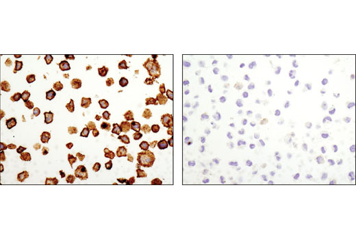 Immunohistochemistry Image 2: CD9 (D3H4P) Rabbit mAb