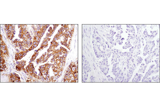 Immunohistochemistry Image 3: CD9 (D3H4P) Rabbit mAb