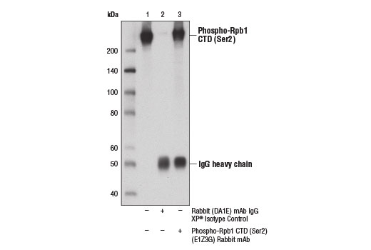 Immunoprecipitation Image 1: Phospho-Rpb1 CTD (Ser2) (E1Z3G) Rabbit mAb