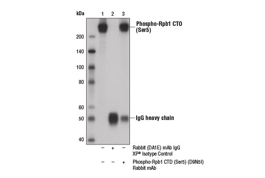  Image 18: Rpb1 CTD Antibody Sampler Kit