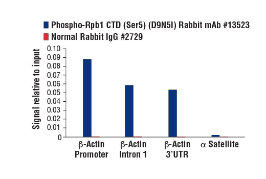  Image 38: Rpb1 CTD Antibody Sampler Kit