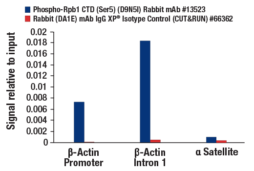  Image 28: Rpb1 CTD Antibody Sampler Kit