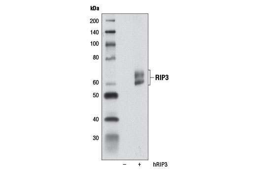  Image 3: PhosphoPlus® RIP3 (Ser227) Antibody Duet
