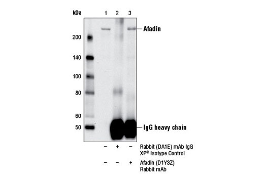 Immunoprecipitation Image 1: Afadin (D1Y3Z) Rabbit mAb