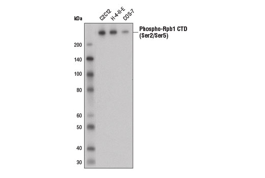  Image 9: Rpb1 CTD Antibody Sampler Kit