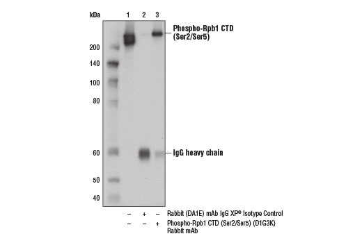  Image 20: Rpb1 CTD Antibody Sampler Kit