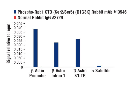 Chromatin Immunoprecipitation Image 3: Phospho-Rpb1 CTD (Ser2/Ser5) (D1G3K) Rabbit mAb
