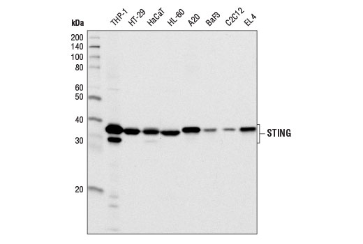  Image 4: Human-Reactive STING Pathway Antibody Sampler Kit