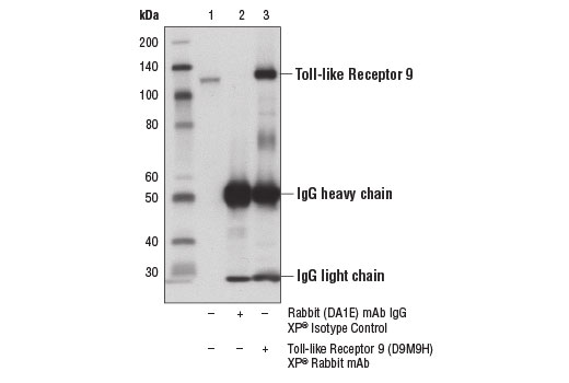 Immunoprecipitation Image 1: Toll-like Receptor 9 (D9M9H) XP® Rabbit mAb
