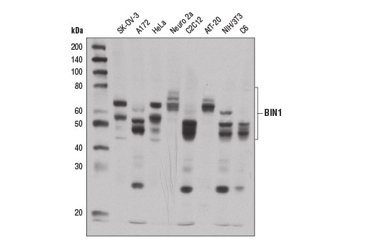Western Blotting Image 1: BIN1 Antibody